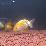 ranchu-1_8465143836_o