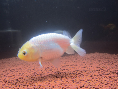 ranchu-2_8465144512_o.jpg