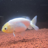 ranchu-2_8465144512_o