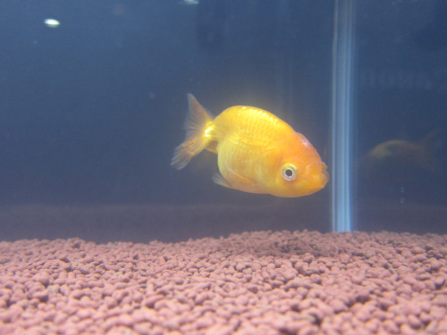 ranchu-3_8464046547_o.jpg