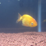 ranchu-3_8464046547_o