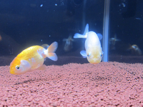 ranchu-feb-18-2013-1_8487747512_o.jpg