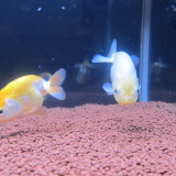 ranchu-feb-18-2013-1_8487747512_o