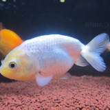 ranchu-feb-18-2013-2_8487748002_o