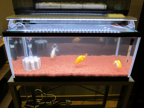 ranchu-feb-18-2013-3_8487748780_o.jpg