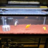 ranchu-feb-18-2013-3_8487748780_o