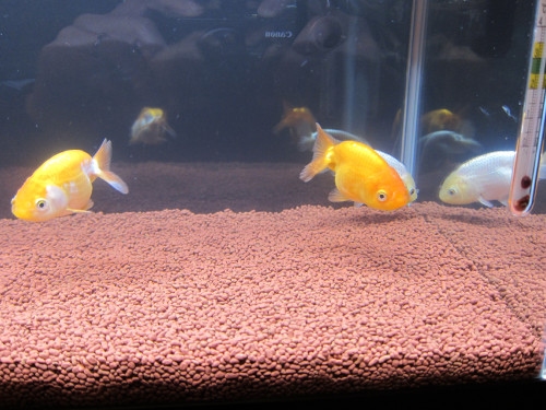 ranchu-feb-18-2013-5_8487750672_o.jpg