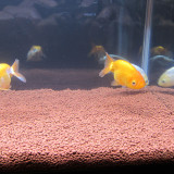 ranchu-feb-18-2013-5_8487750672_o