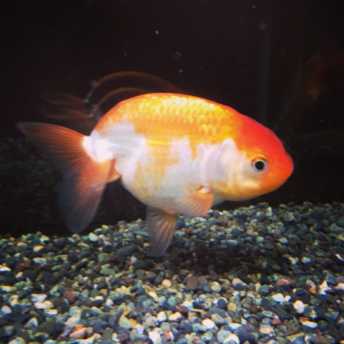 ranchu-goldfish-pet_11668918743_o.jpg