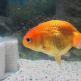 ranchu-nov-25-2012-2_8215626075_o