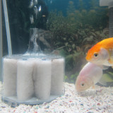 ranchu-nov-25-2012-3_8216709262_o