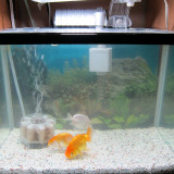 ranchu-oct-6-2012-1_8059143508_o