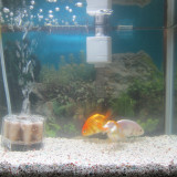 ranchu-oct-6-2012-2_8059148639_o