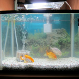 ranchu-oct-6-2012-3_8059149161_o