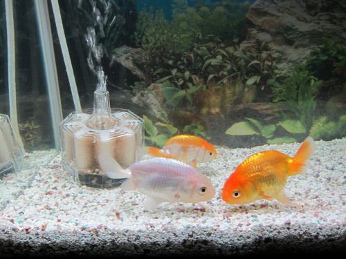 ranchu-sep-19-2012-1_8003066995_o.jpg