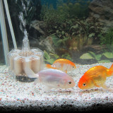 ranchu-sep-19-2012-1_8003066995_o