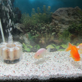 ranchu-sep-19-2012-1_8003067375_o