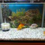 ranchu-sep-8-2012-1_7958890726_o