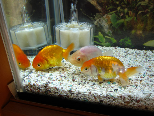 ranchu-sep-8-2012-1_7958891624_o.jpg