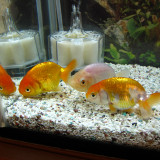 ranchu-sep-8-2012-1_7958891624_o