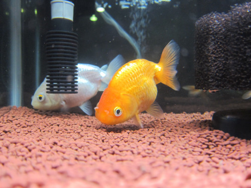 ranchu-sep-8-2013-1_9701694088_o.jpg