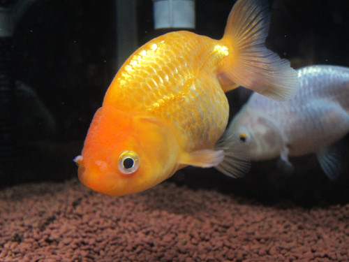 ranchu-sep-8-2013-4_9698461077_o.jpg