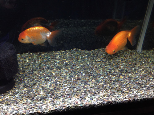 ranchu_11380173284_o.jpg