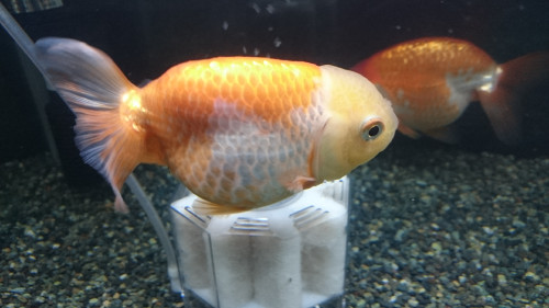 ranchu_16167986636_o.jpg