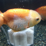 ranchu_16167986636_o