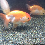 ranchu_16167987266_o