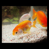 ranchu_8174004731_o