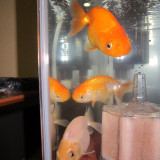 ranchu_8458789120_o