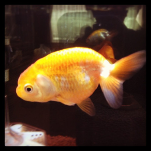 ranchu_8541941834_o.jpg