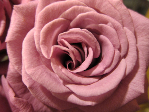 rose-2_6210396879_o.jpg