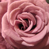 rose-2_6210396879_o